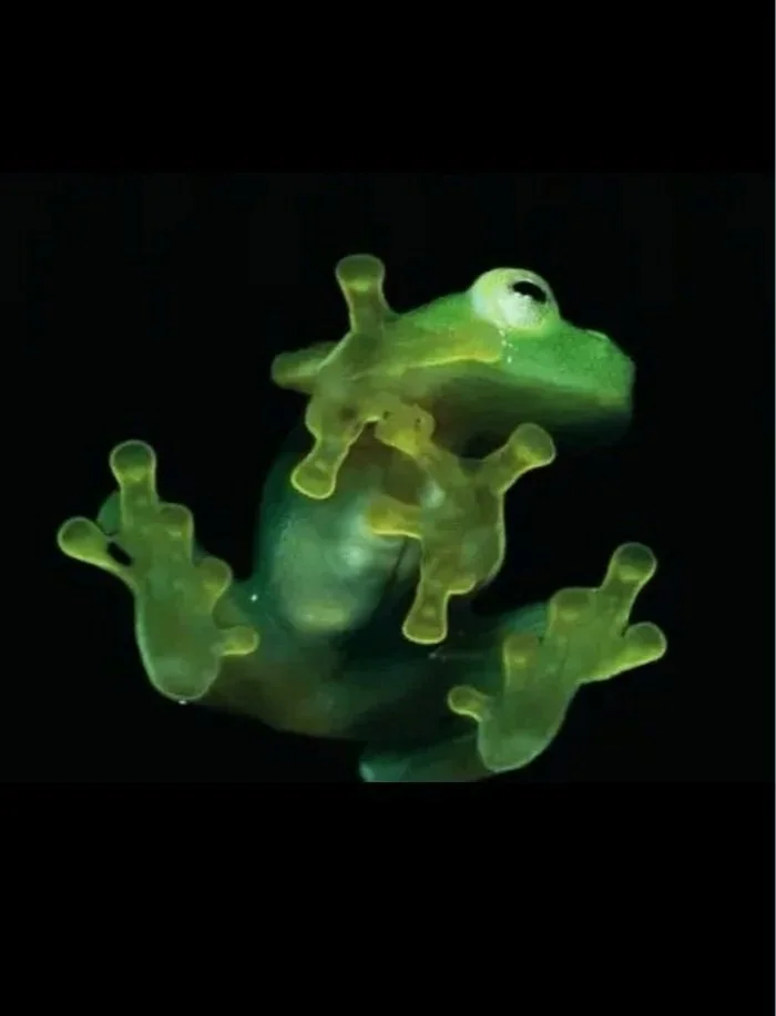 froggy%2Bon%2Bblack%2Bbackground.jpg