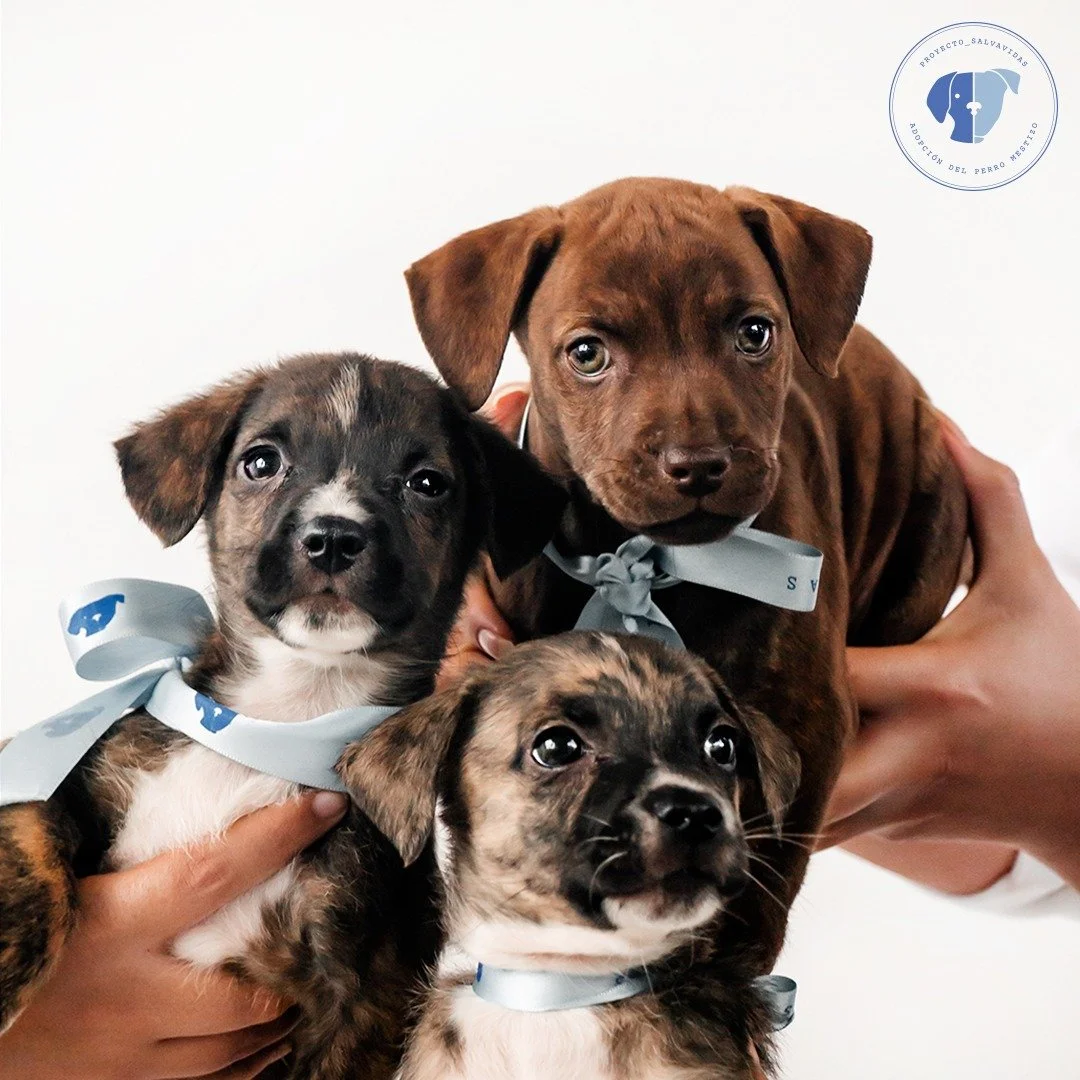 WhatsApp Image 2025-10-09 at 9.28.39 PM(2).jpeg