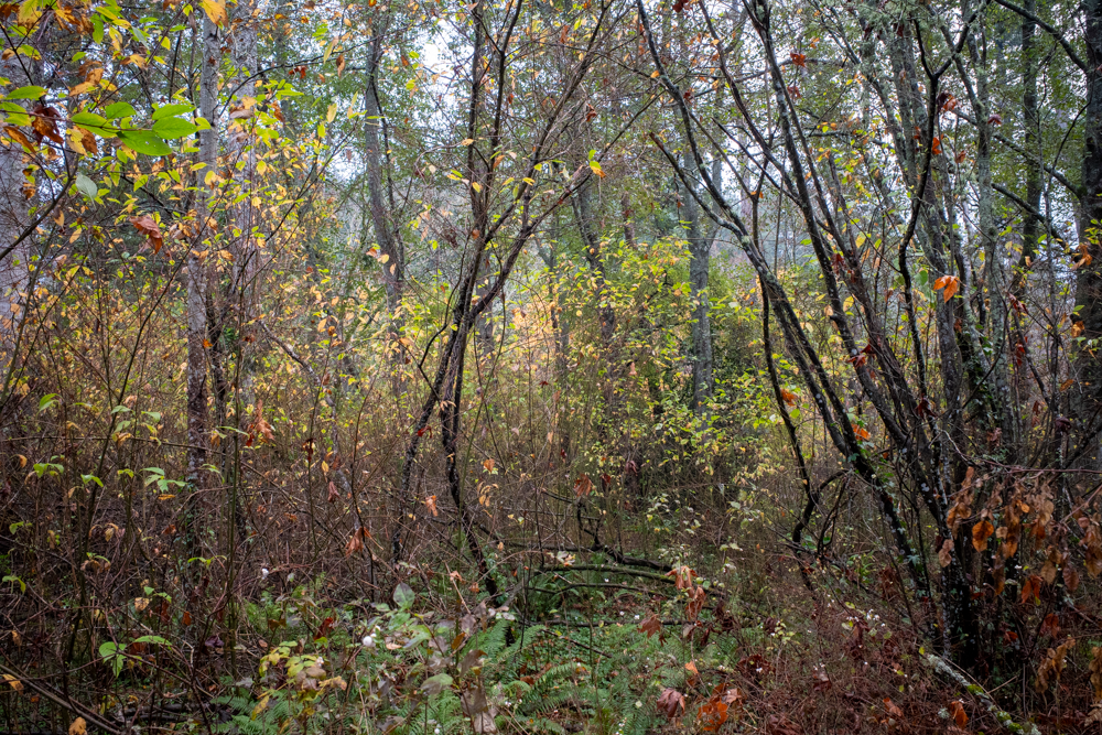 20241109-R0000445.png