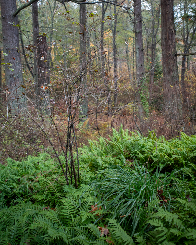 20241109-R0000456.png