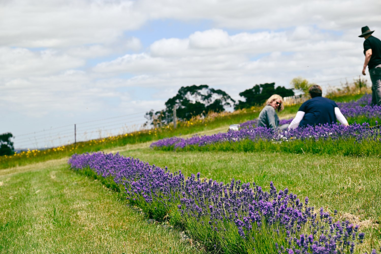 Chin Chin Farm-069.jpg