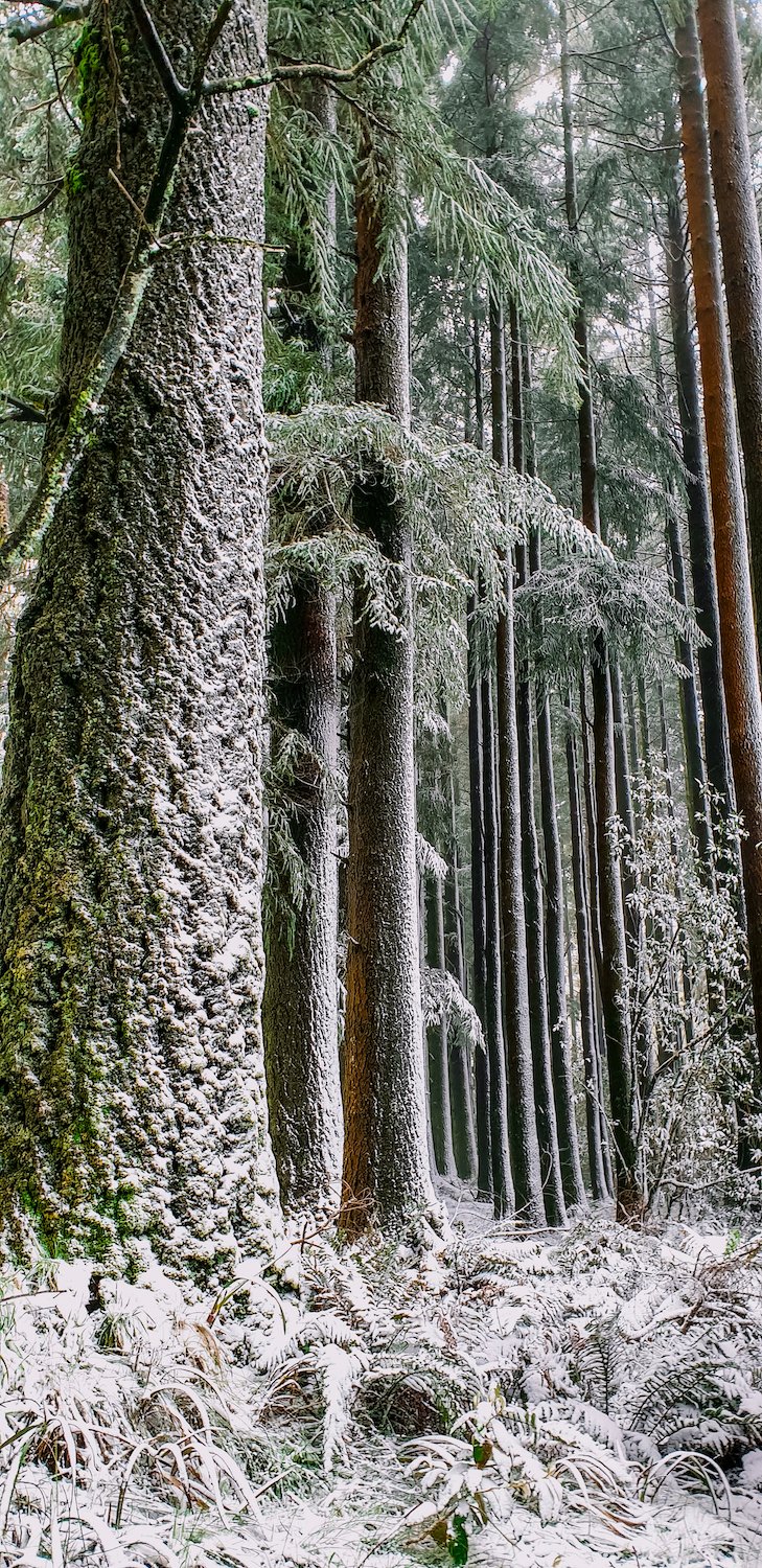 Mt Macedon Snow.jpg