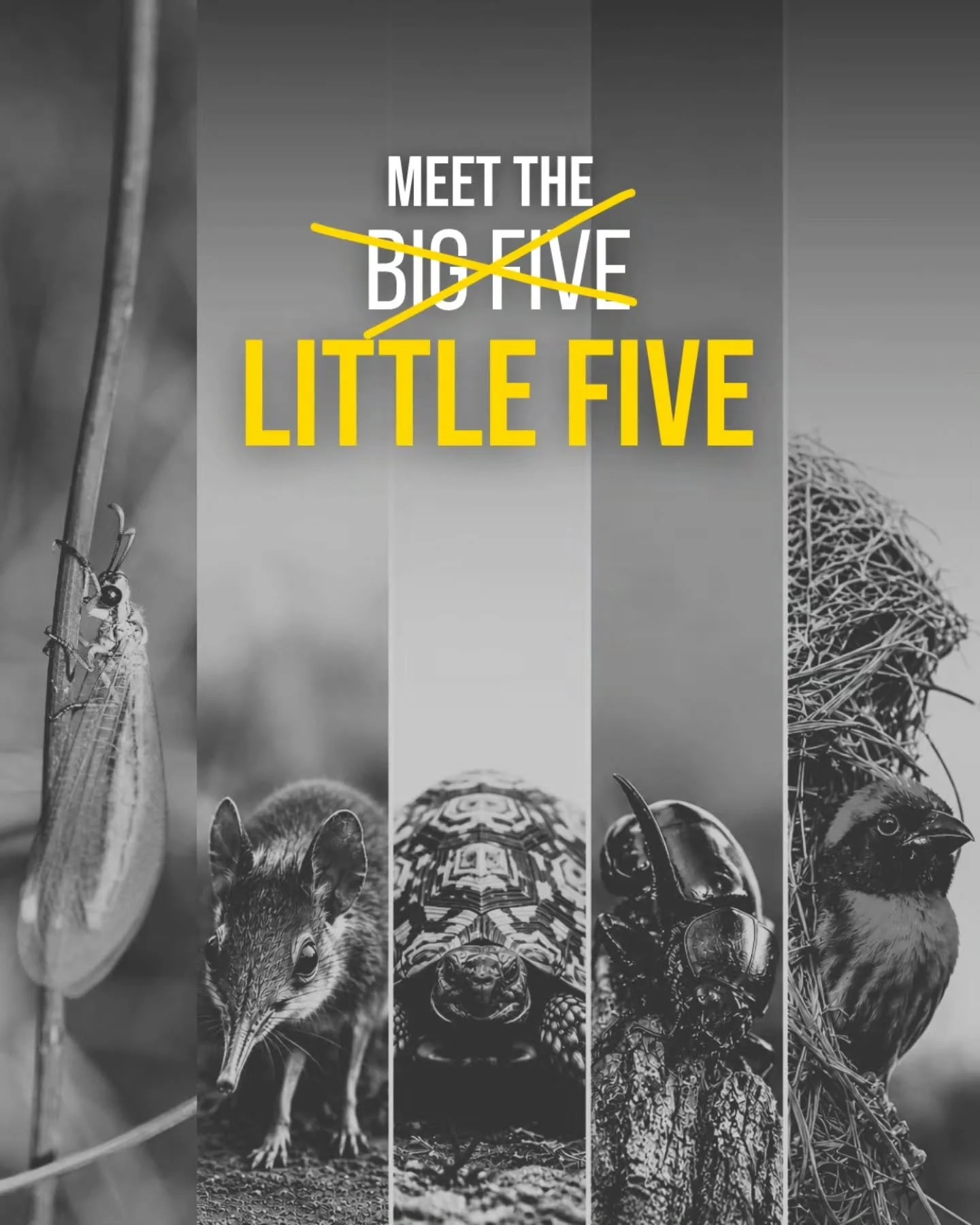 Everyone knows about Africa&rsquo;s Big Five&hellip; but have you heard of the Little Five? 👀

These tiny creatures earned their names because they share something in common with their much larger counterparts.

Meet the:
🐘 Elephant Shrew
🦁 Antlio