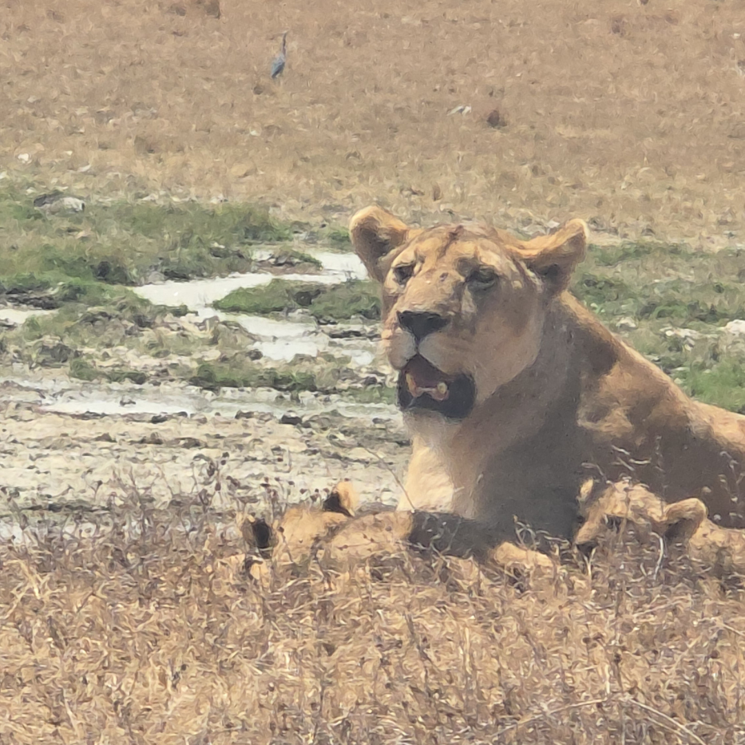Lioness with her cubs during a safari  run in the Ngorongoro Crater, Tanzania