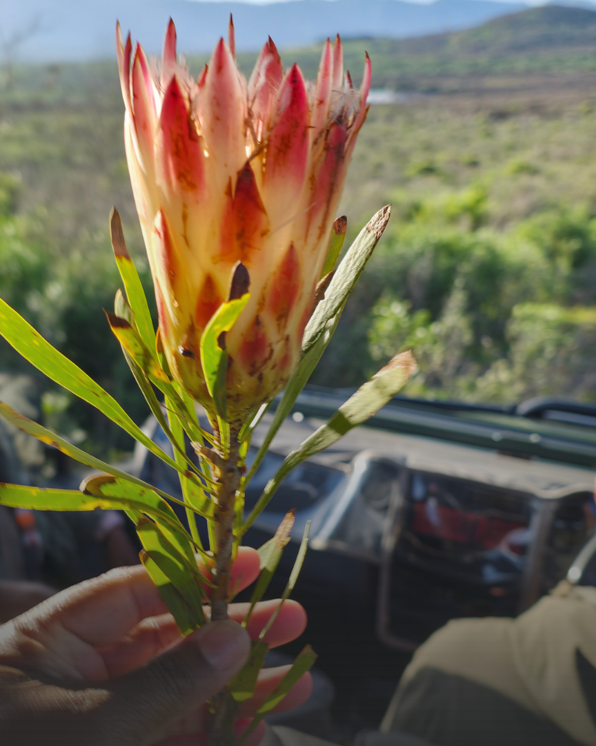 King Protea (Protea cynaroides) at Grootbos Private Nature Reserve. South Africa's national flower and a beautiful reminder that not every safari is about spotting wildlife.