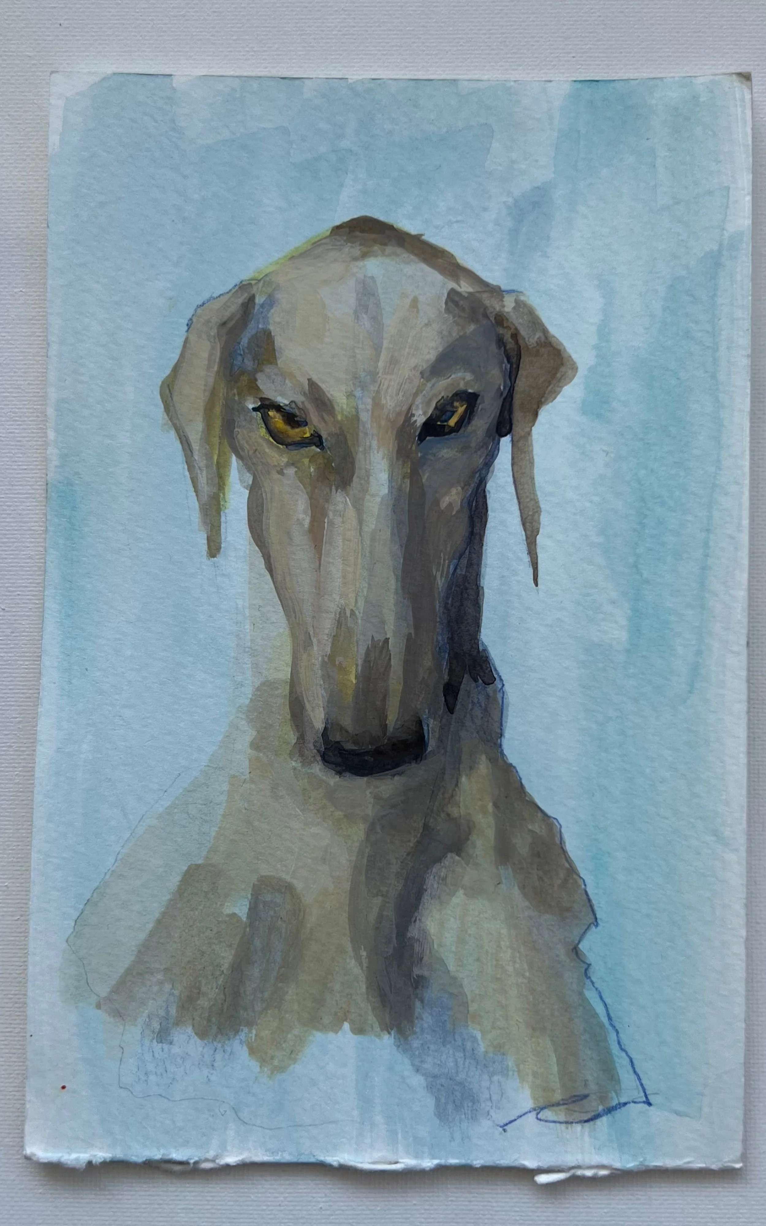 Dog w canvas backgroundjpeg .jpg