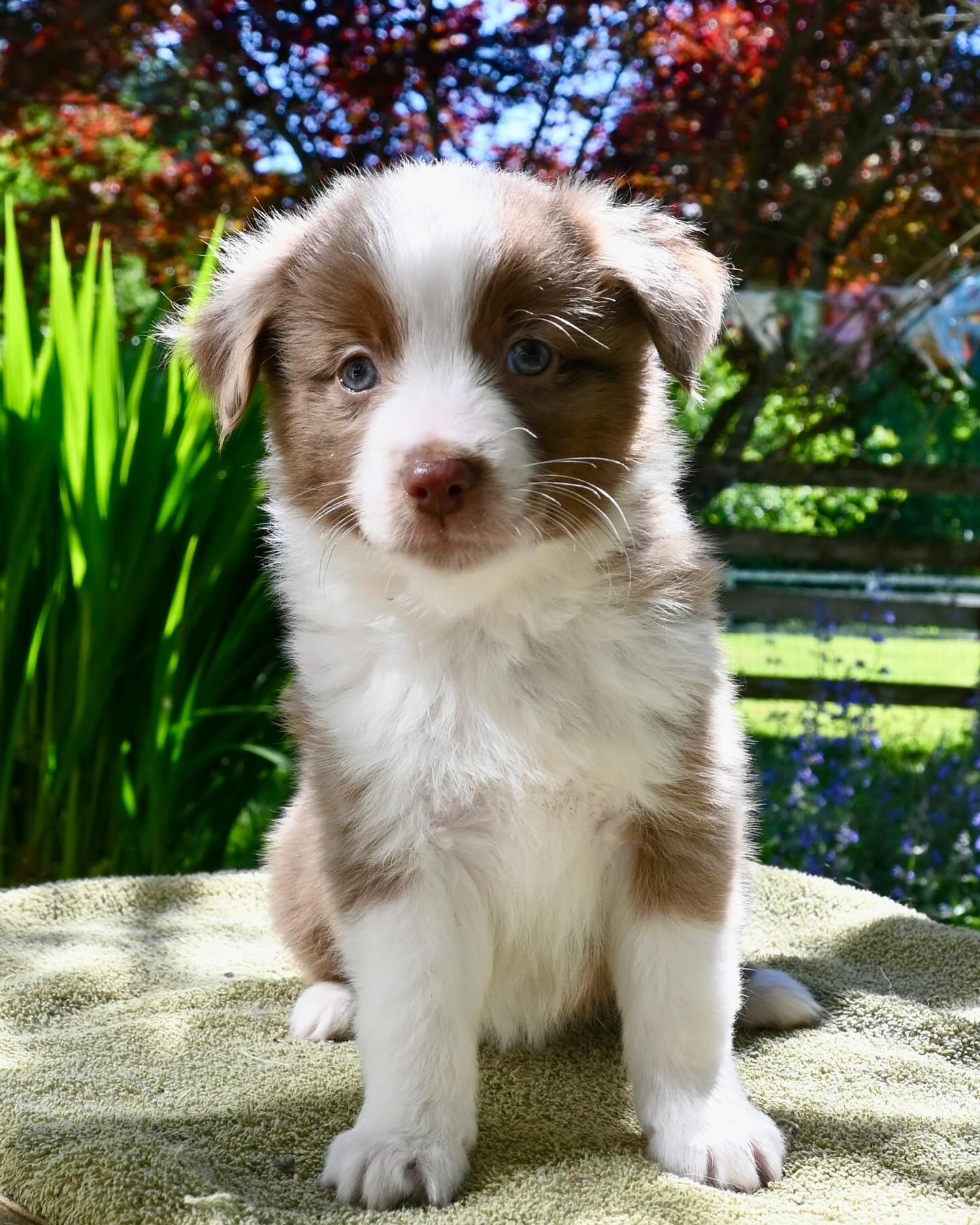Meet Marcus 🐾
Marcus is a stunning red bi merle male from our Honey Bee &times; Arthur litter. With his unique coat and soulful eyes, this little guy is sure to turn heads.

Marcus is affectionate, intelligent, and eager to please &mdash; already sh