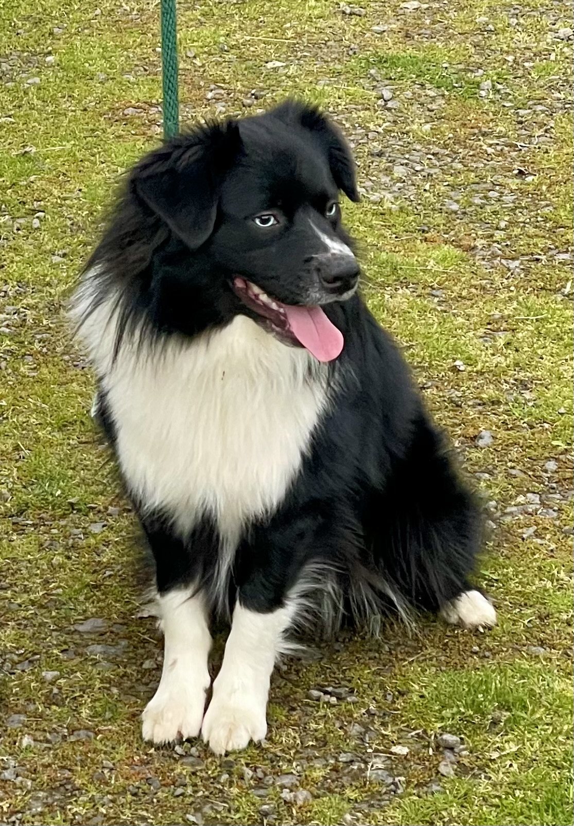 A black and white Border Collie dog sitting on a grassy and gravel surface outdoors, with its tongue out and eyes looking to the side.
