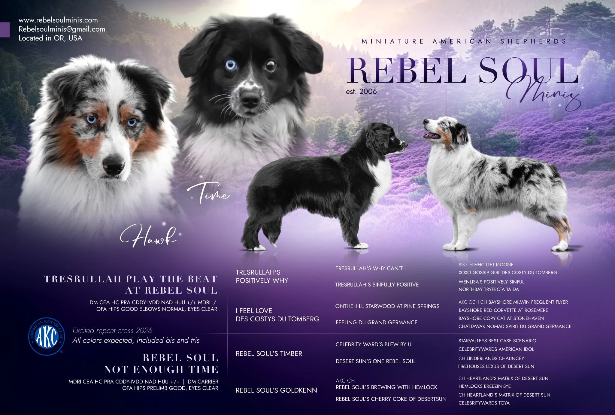 Promotional poster for Rebel Soul Miniature American Shepherds, featuring images of four dogs with purple mountain and lavender background, and text about their breeding, lineage, and achievements.