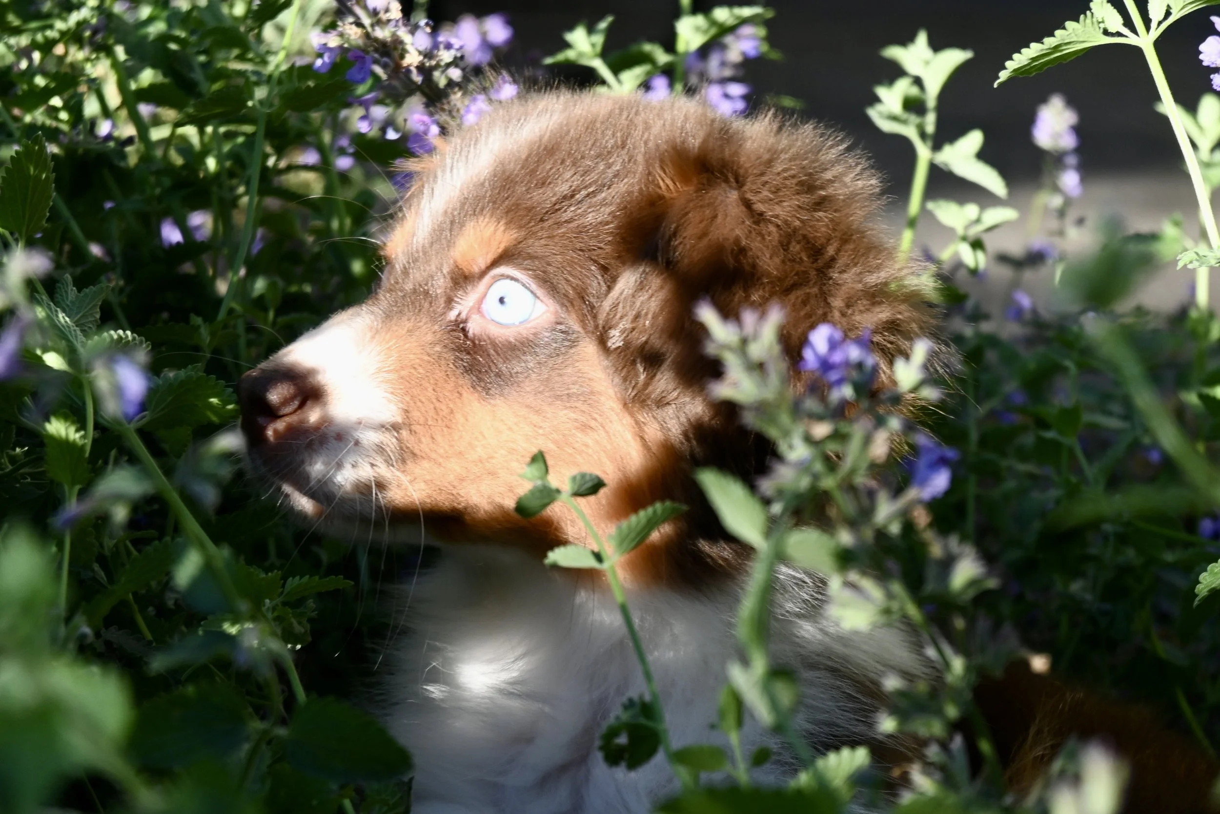 DSC_8952.jpeg