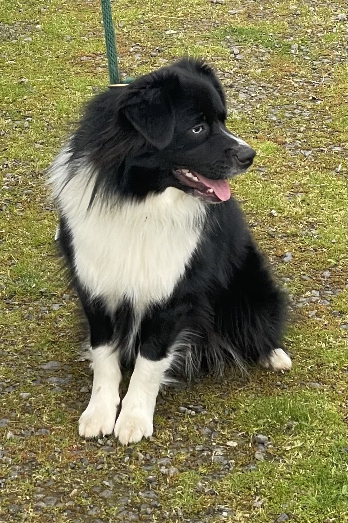A black and white Border Collie puppy sitting on a grassy and rocky surface.