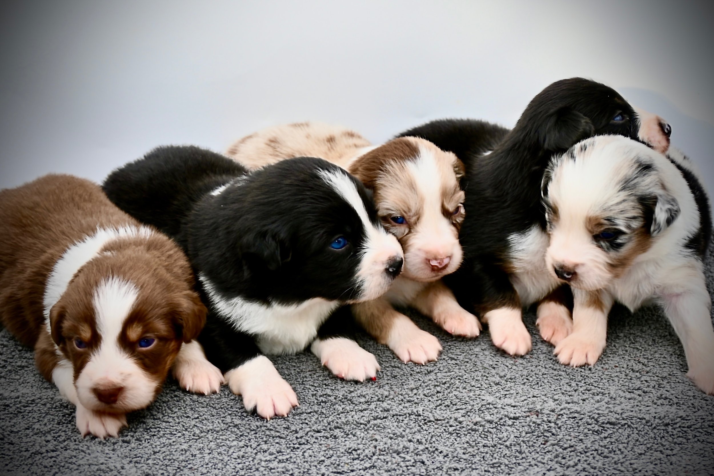 Five adorable Australian Shepherd puppies lying on a gray carpeted surface