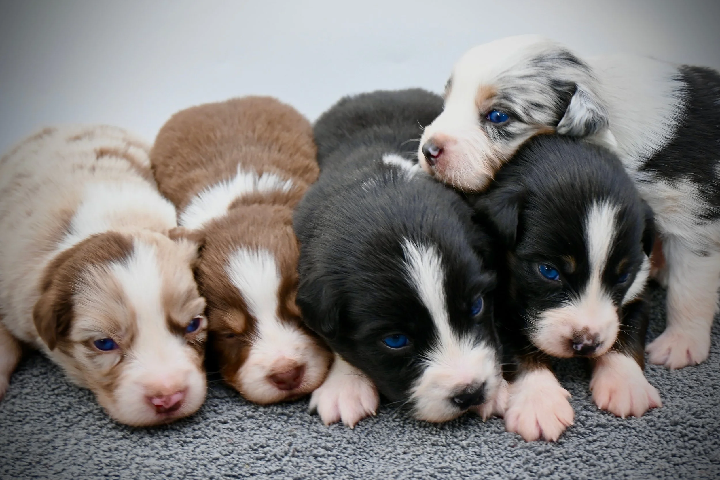 Six adorable puppies of various colors, lying close together on a gray textured surface.