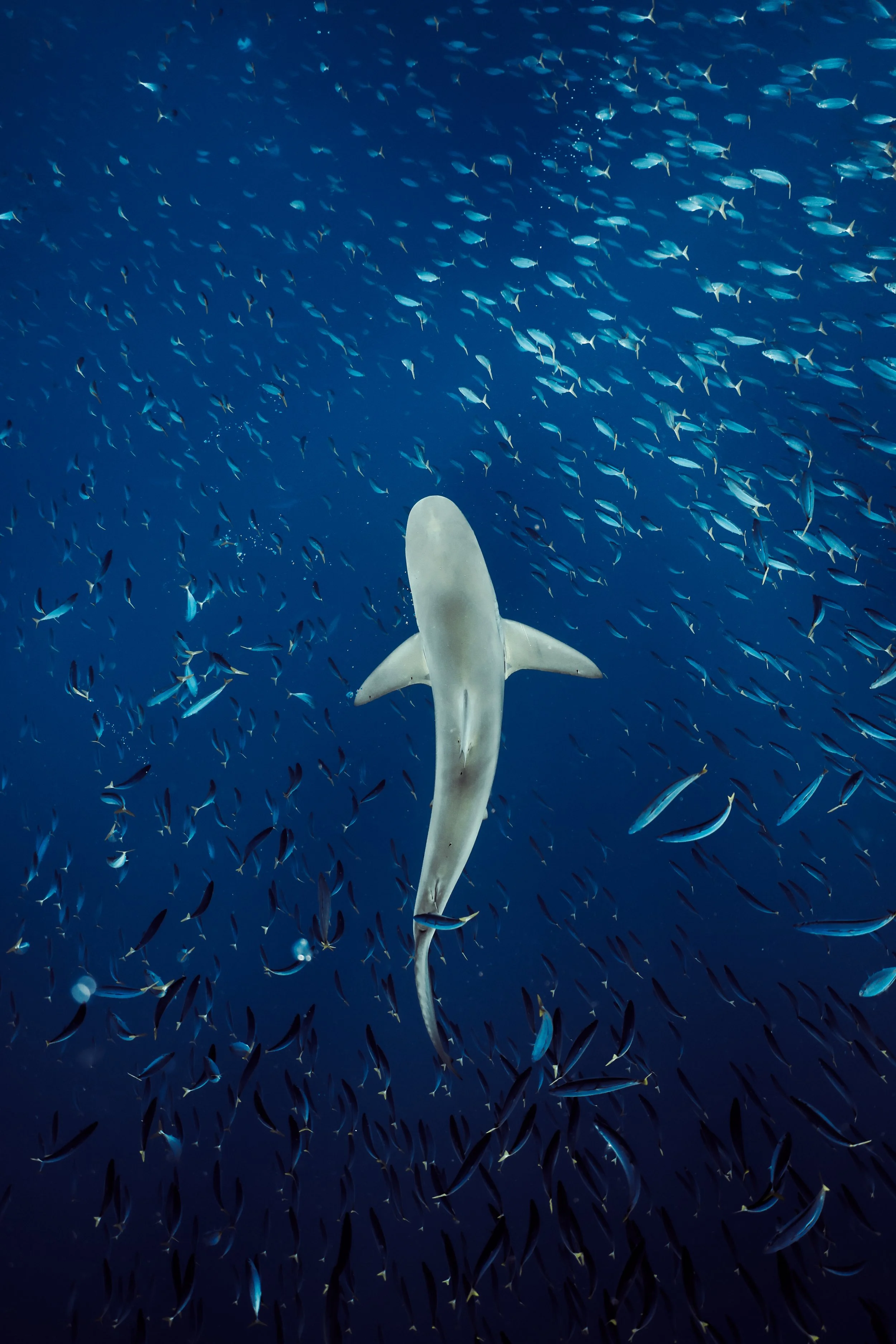 sharkdive_10_08-004.jpg