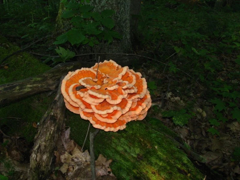 Laetiporus_cincinnatus_14059.jpeg