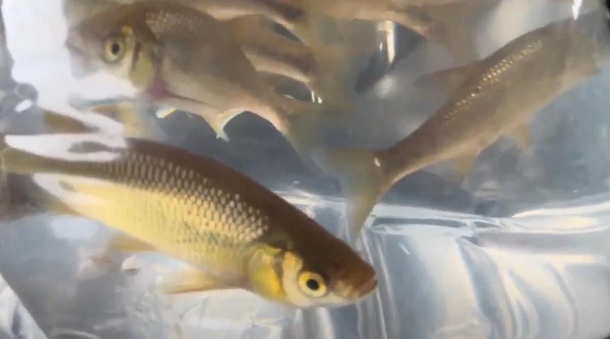 Check out our latest blog post on bait buckets. 

https://www.hardwatershow.com/blog/live-bait