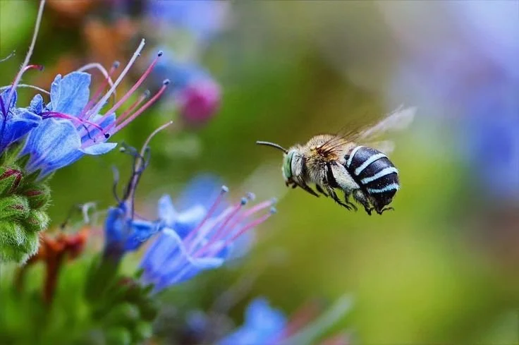 Close-up of a bee flying near blue flowers with blurred green background.