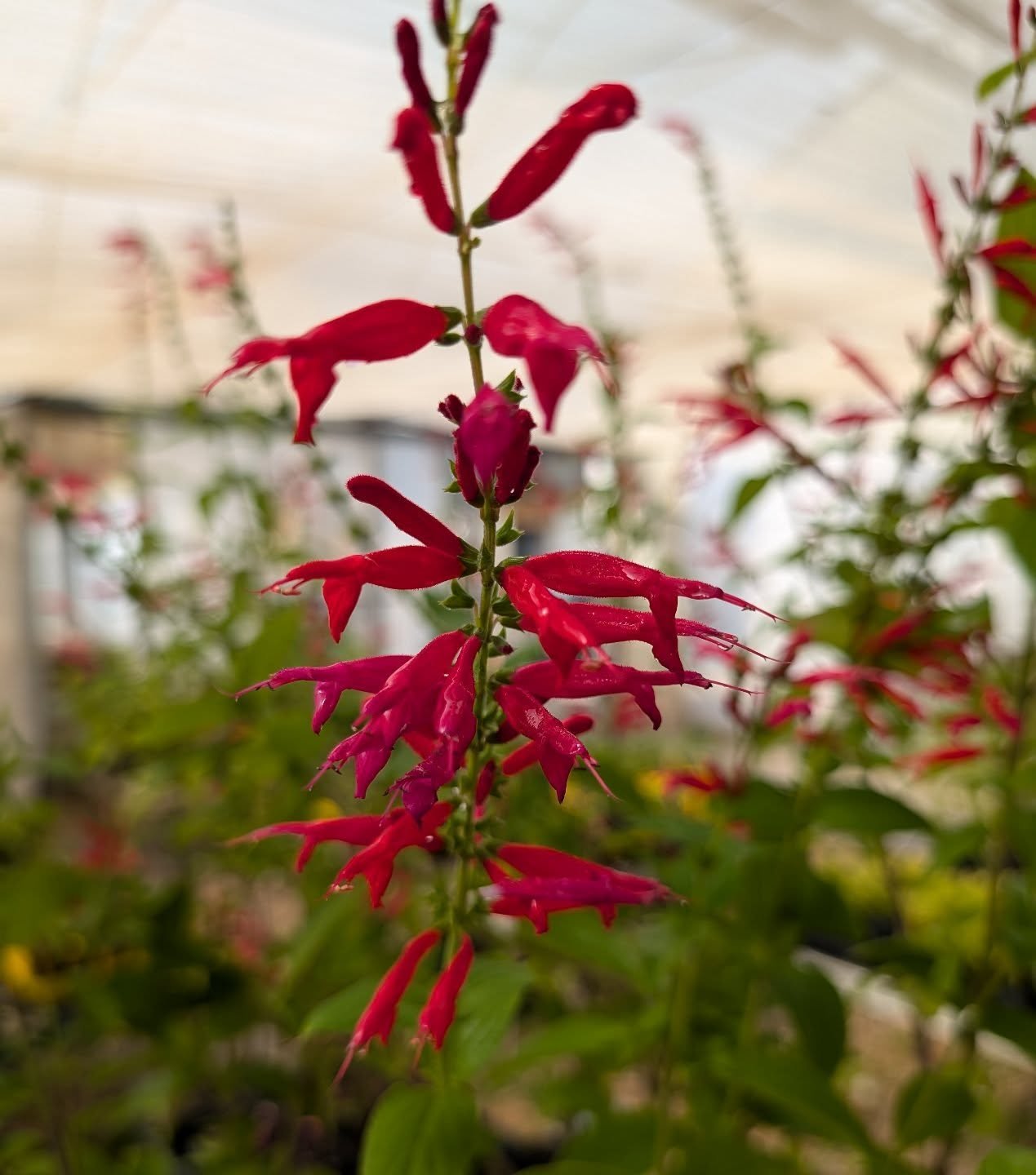 Sooooo funfact: it's the last Saturday of the month this weekend, which means Jackson @urbangrow_boi and I will be @nomad.nursery is open from 8:30am - 1pm.

Loads of winter seedlings, edible perennials, groundcovers, herbs and there's a  couple tray