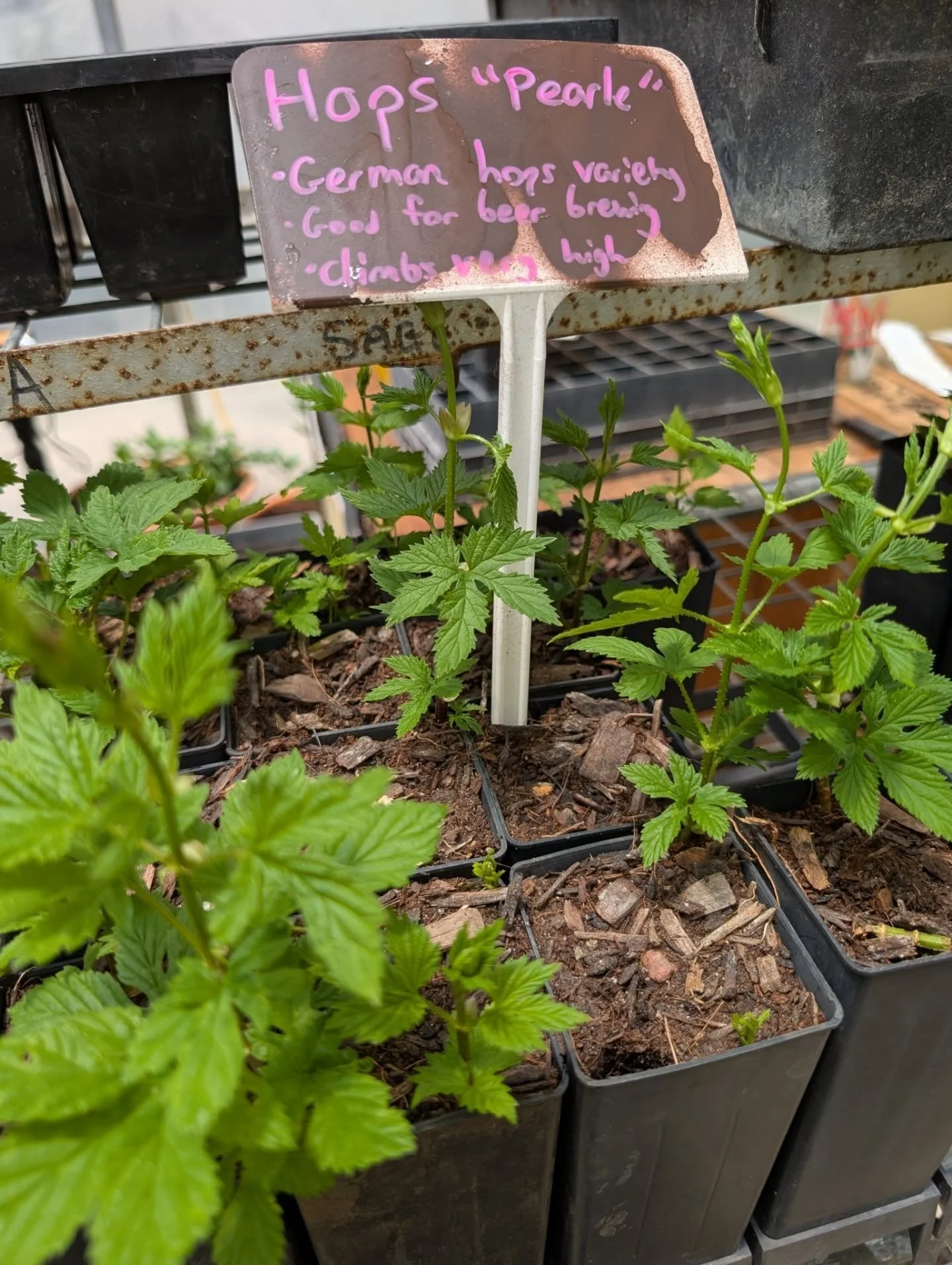 Hey again plant peeps, wanted to highlight some of our cool varieties of plants available this Saturday.

Hops &quot;Pearle&quot; - a German variety of hops that I've grown on and off for years with the help from @ligayagarden introducing me to it. H
