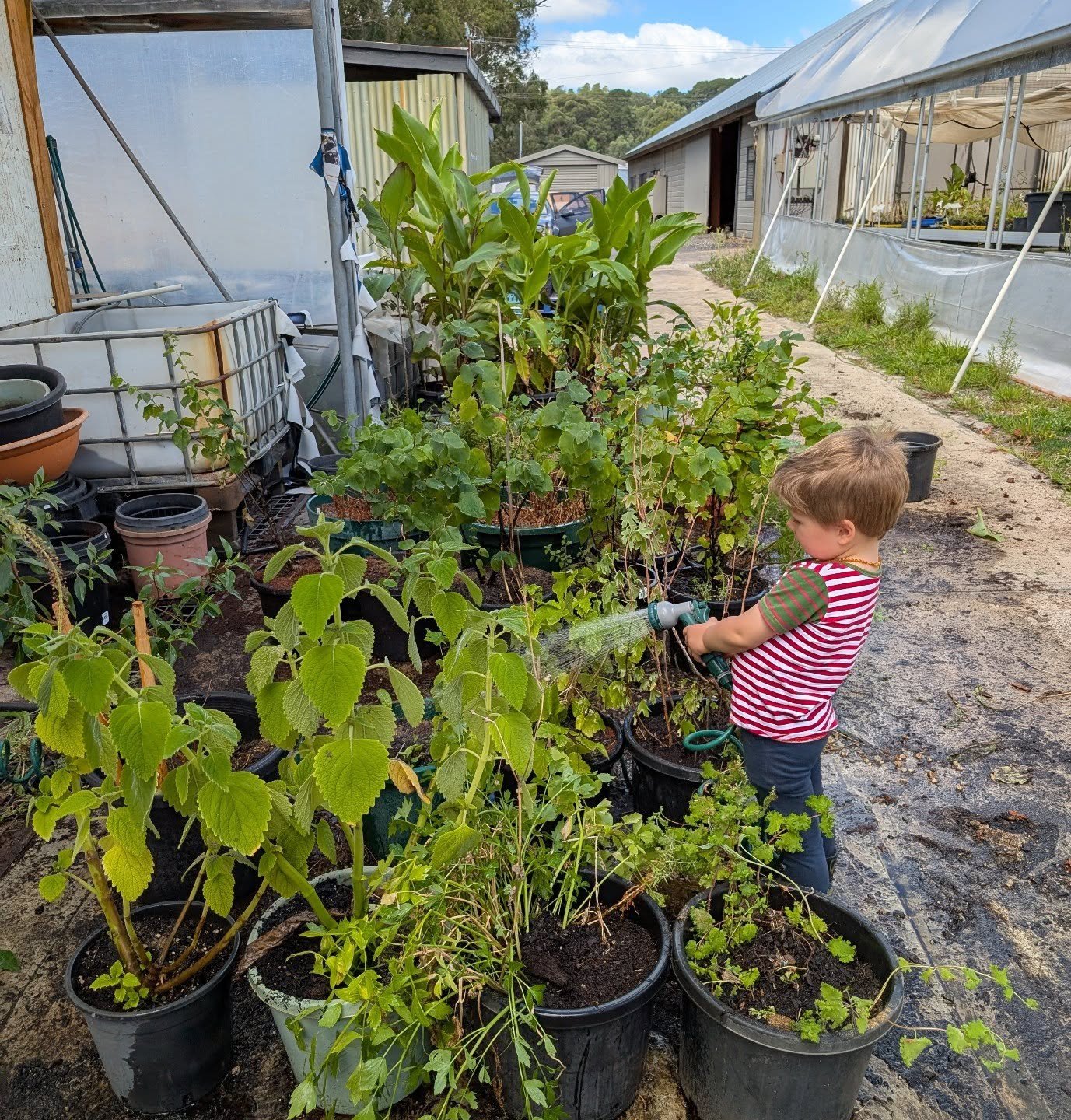 Hey plant fam, sooo tomorrow is the closing down plant sale for @nomad.nursery 👀 

As we were shutting up we've got an assortment of our bigger potted display/mother plants for sale which includes some native bush basil, quince trees (seed grown), h