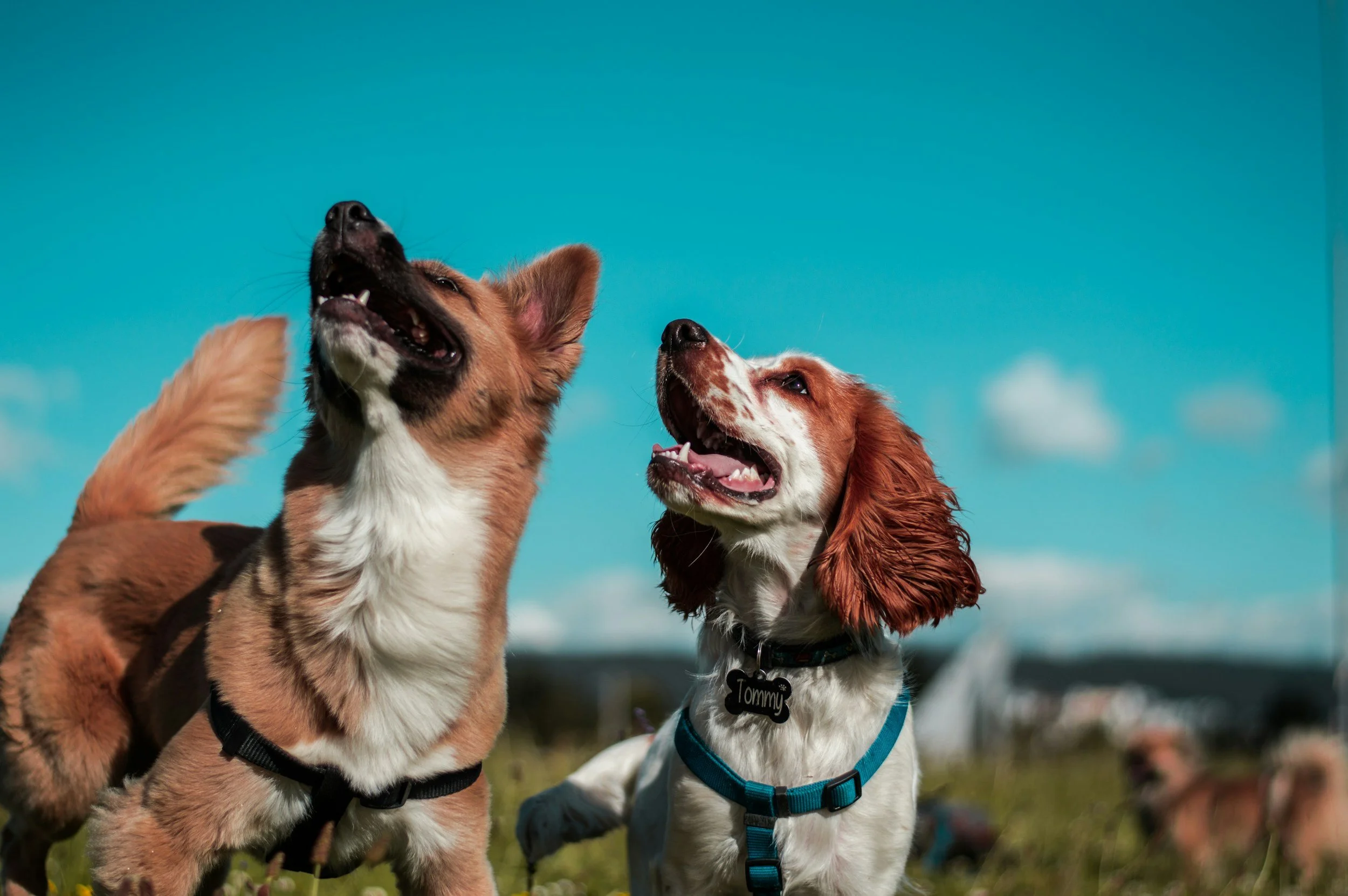 Due cani con collari sorridono all'aperto contro un cielo azzurro e nuvole bianche, uno con pelliccia marrone e bianca e l'altro con pelo rosso e bianco, uno ha il collare con una targhetta con il nome 'Tommy'.