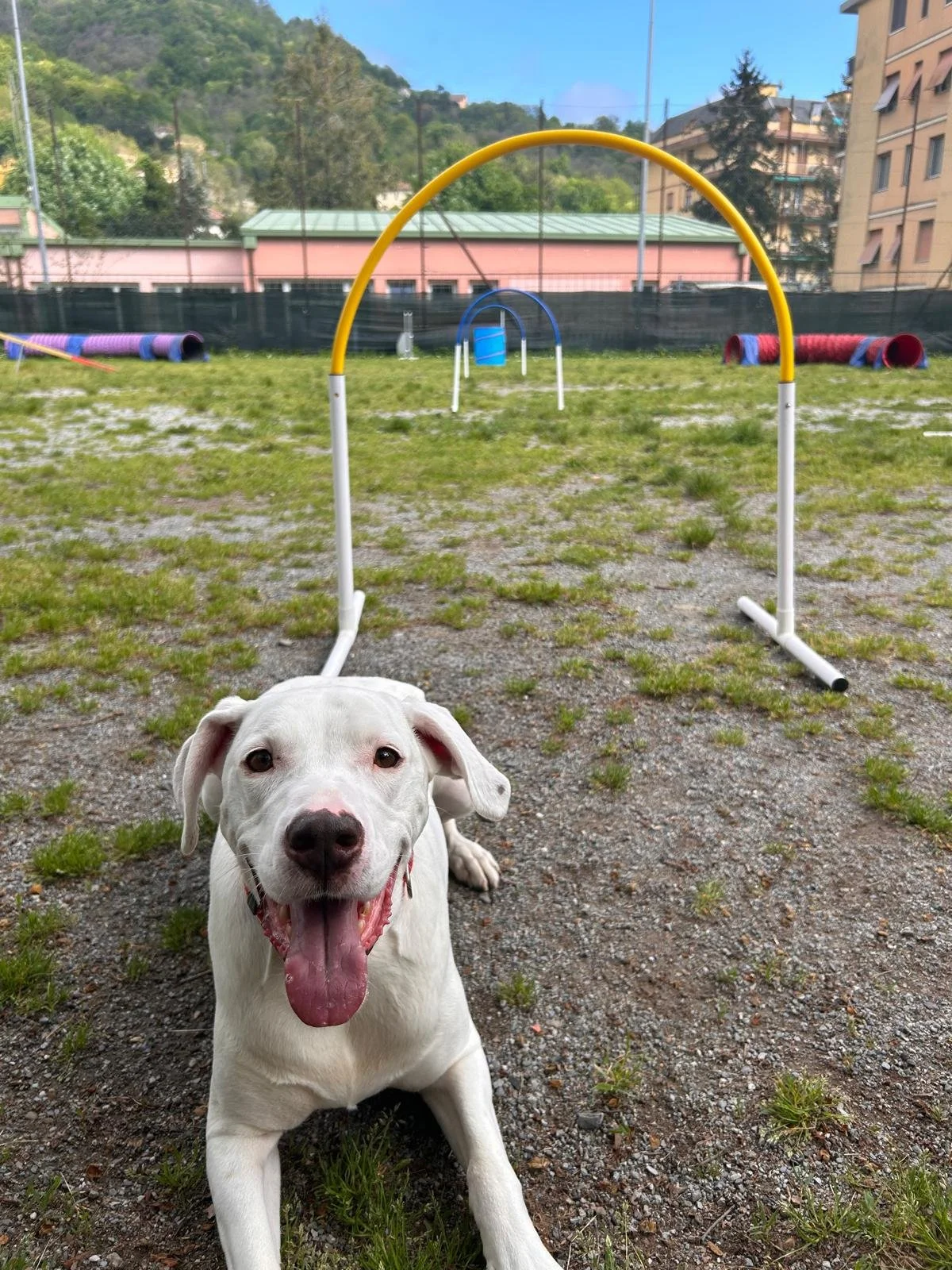Cane bianco seduto all'aperto in un'area di addestramento per cani con vari ostacoli colorati e un paesaggio urbano sullo sfondo.