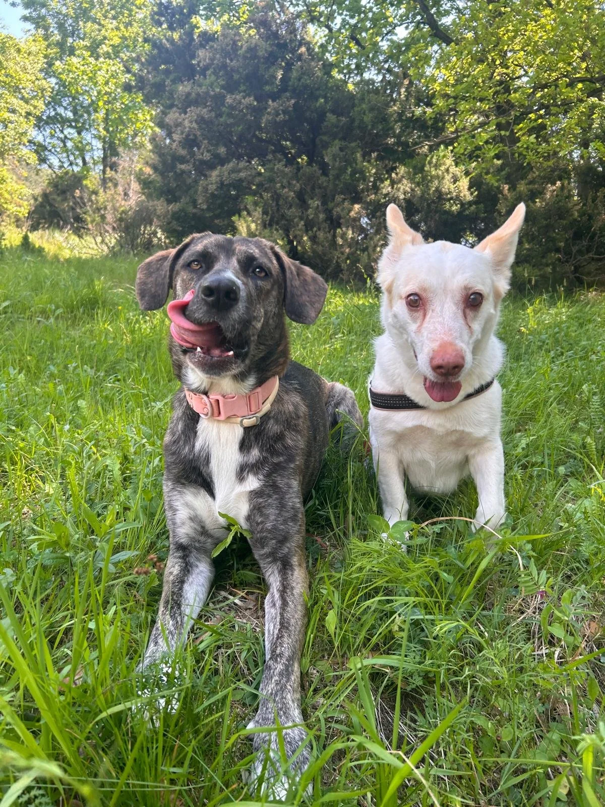 Due cani seduti su un prato verde con alberi sullo sfondo, uno nero con muso rosa e l'altro bianco, entrambi con collari, durante una giornata soleggiata.