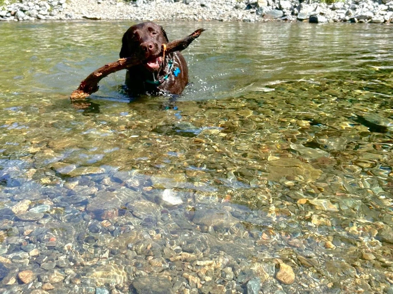 Un cane marrone nuota in acqua limpida con una pietra in bocca.