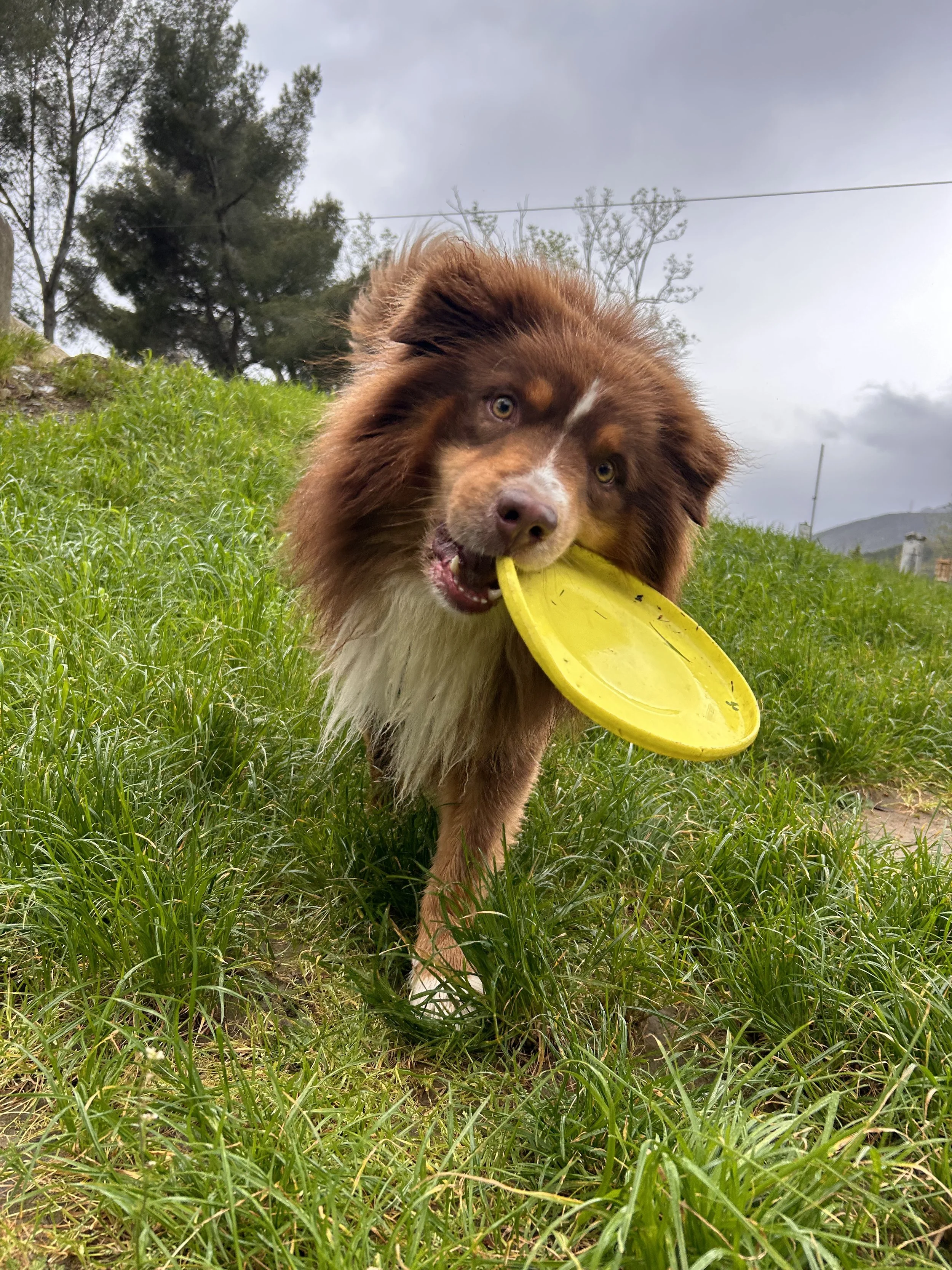Cane, di colore marrone con una macchia bianca sulla faccia, porta un frisbee giallo in bocca mentre corre su un prato verde, sotto un cielo nuvoloso.