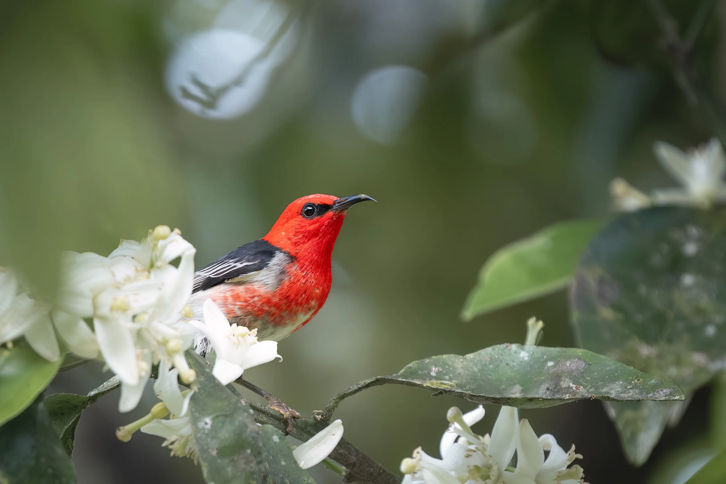 Scarlet Honeyeater.jpg