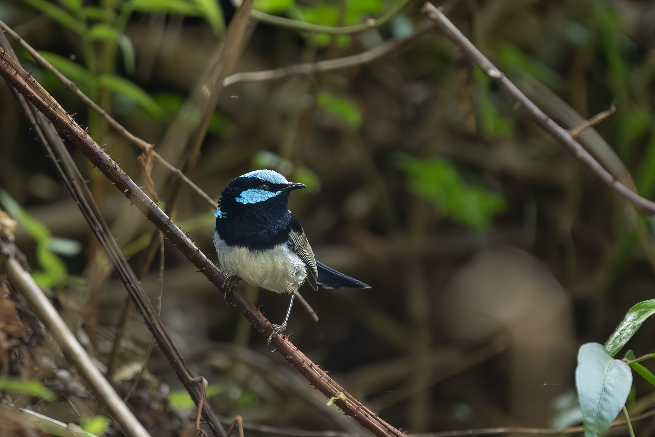 Superb Fairywren.jpg