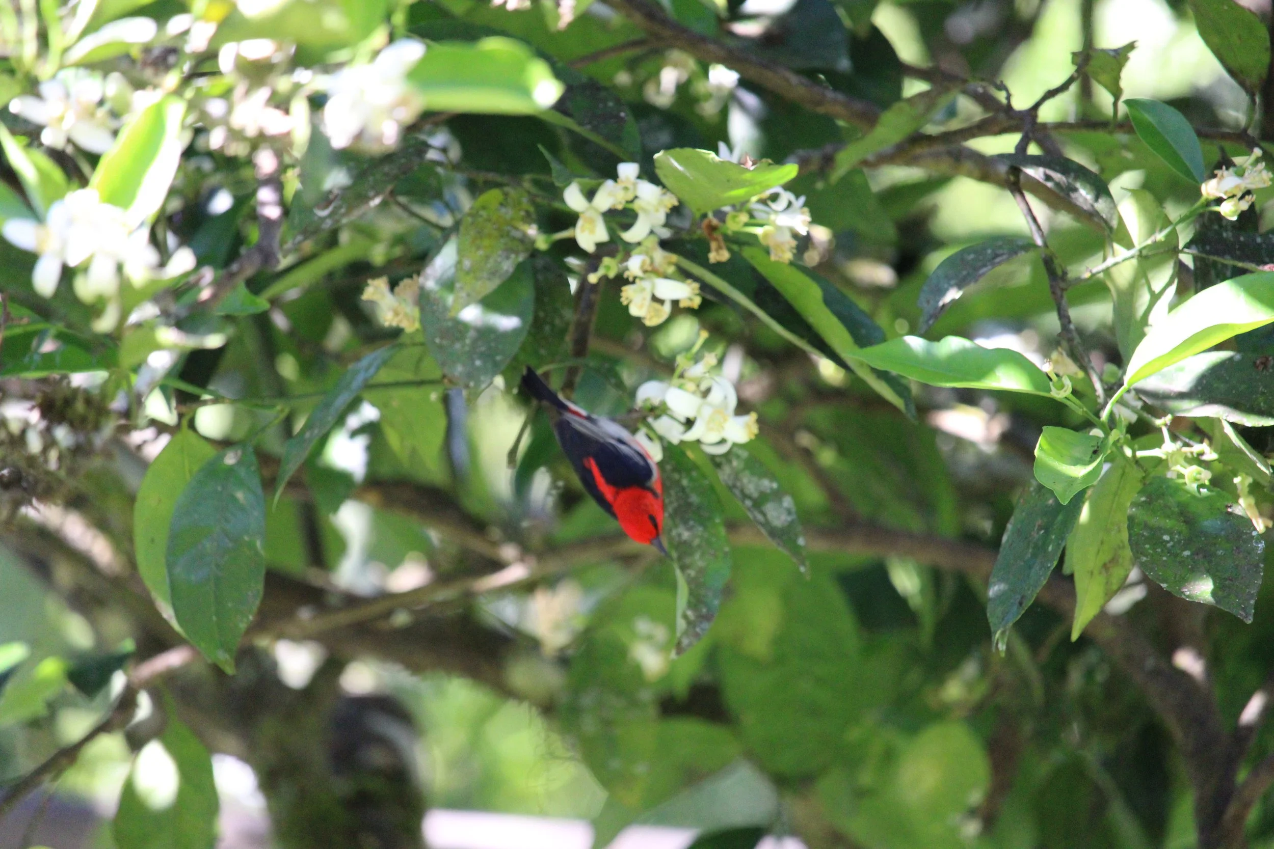 Scarlet Myzomela visit in spring