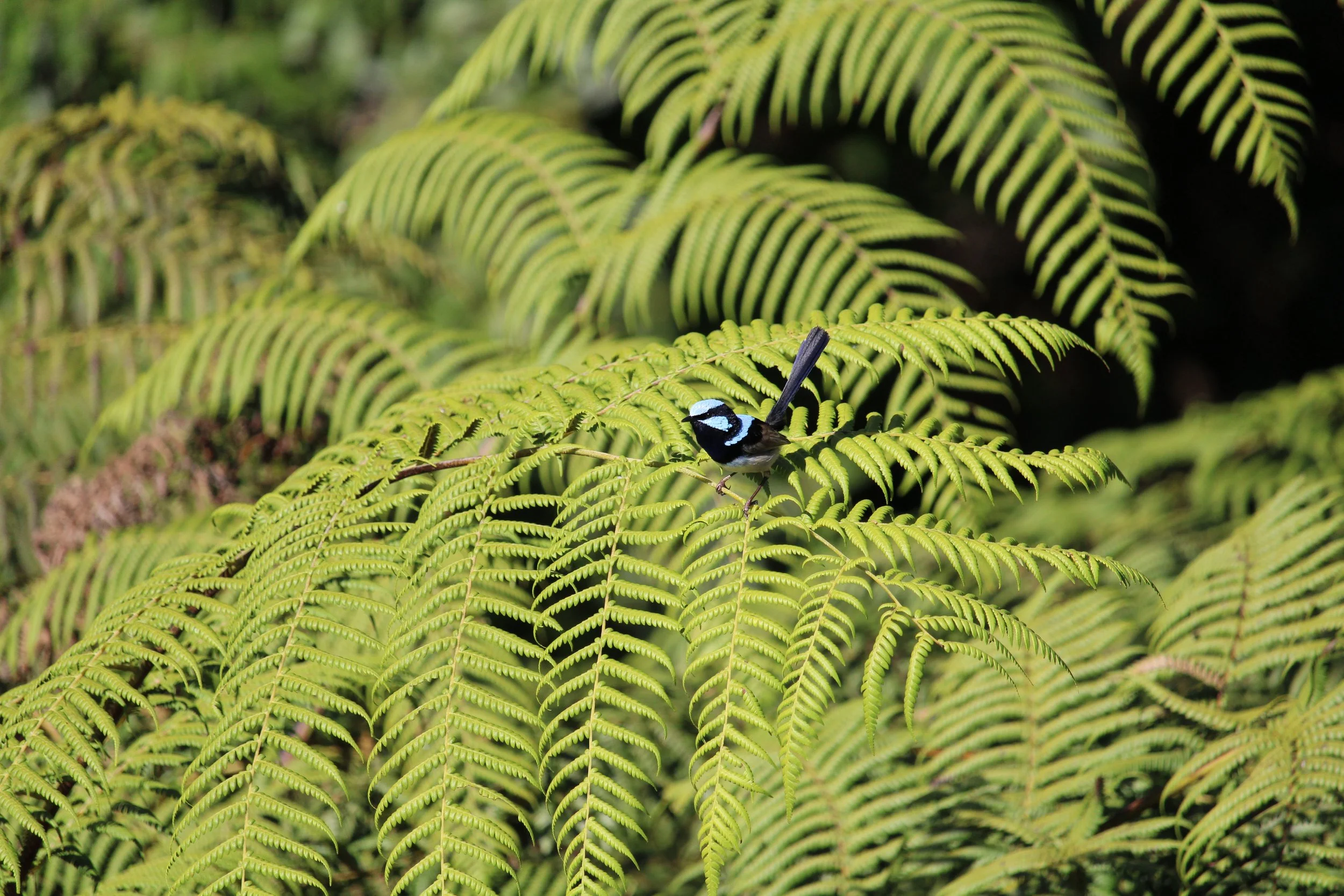 Superb fairy wren
