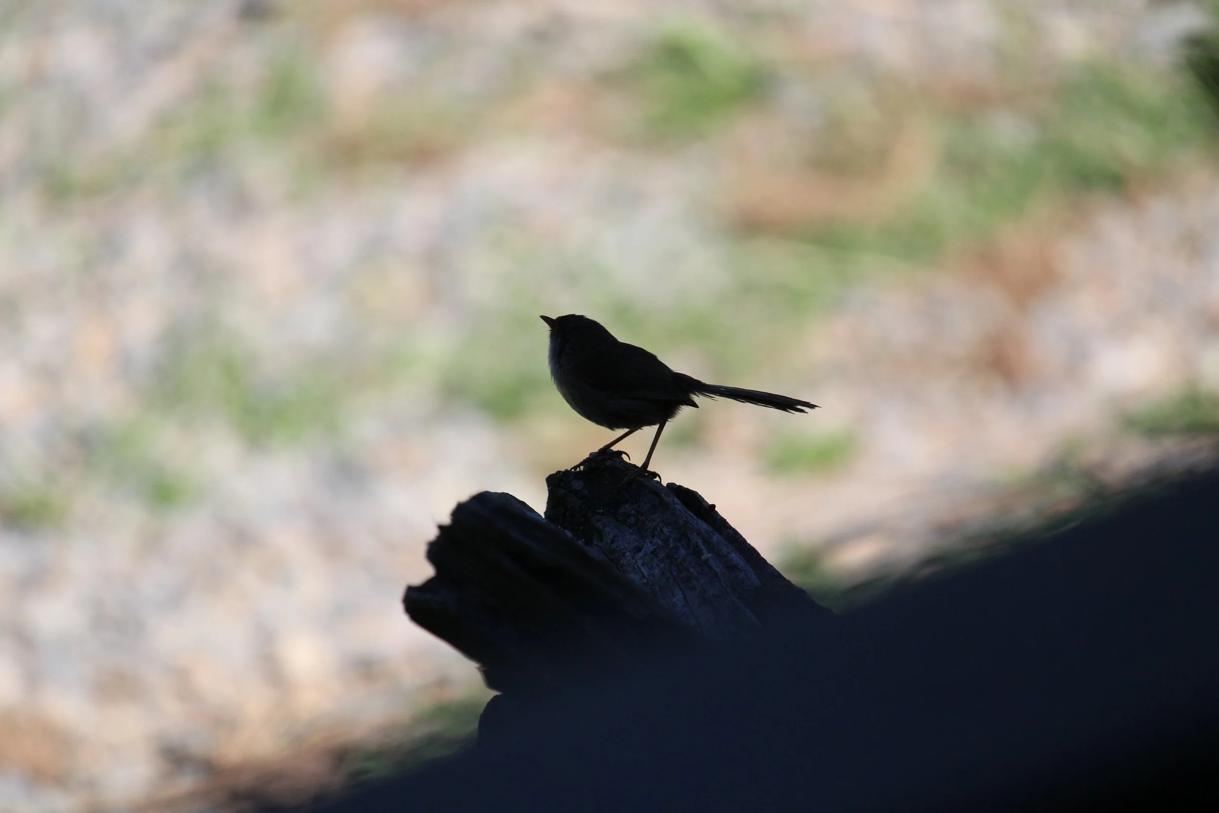 Best places to Birdwatch near Bellingen, NSW