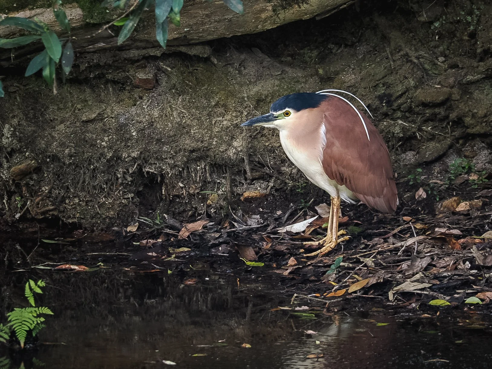 Nankeen Night Heron.JPG
