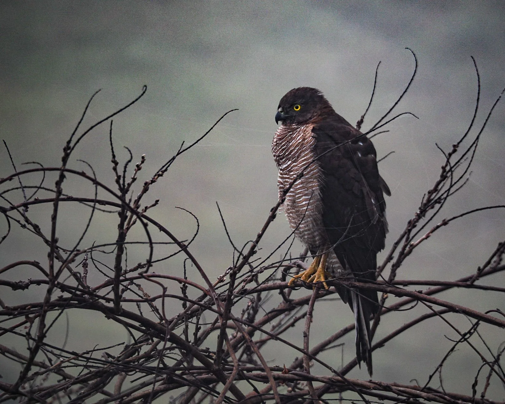 Rainbow Creek Birds - A Photo Essay