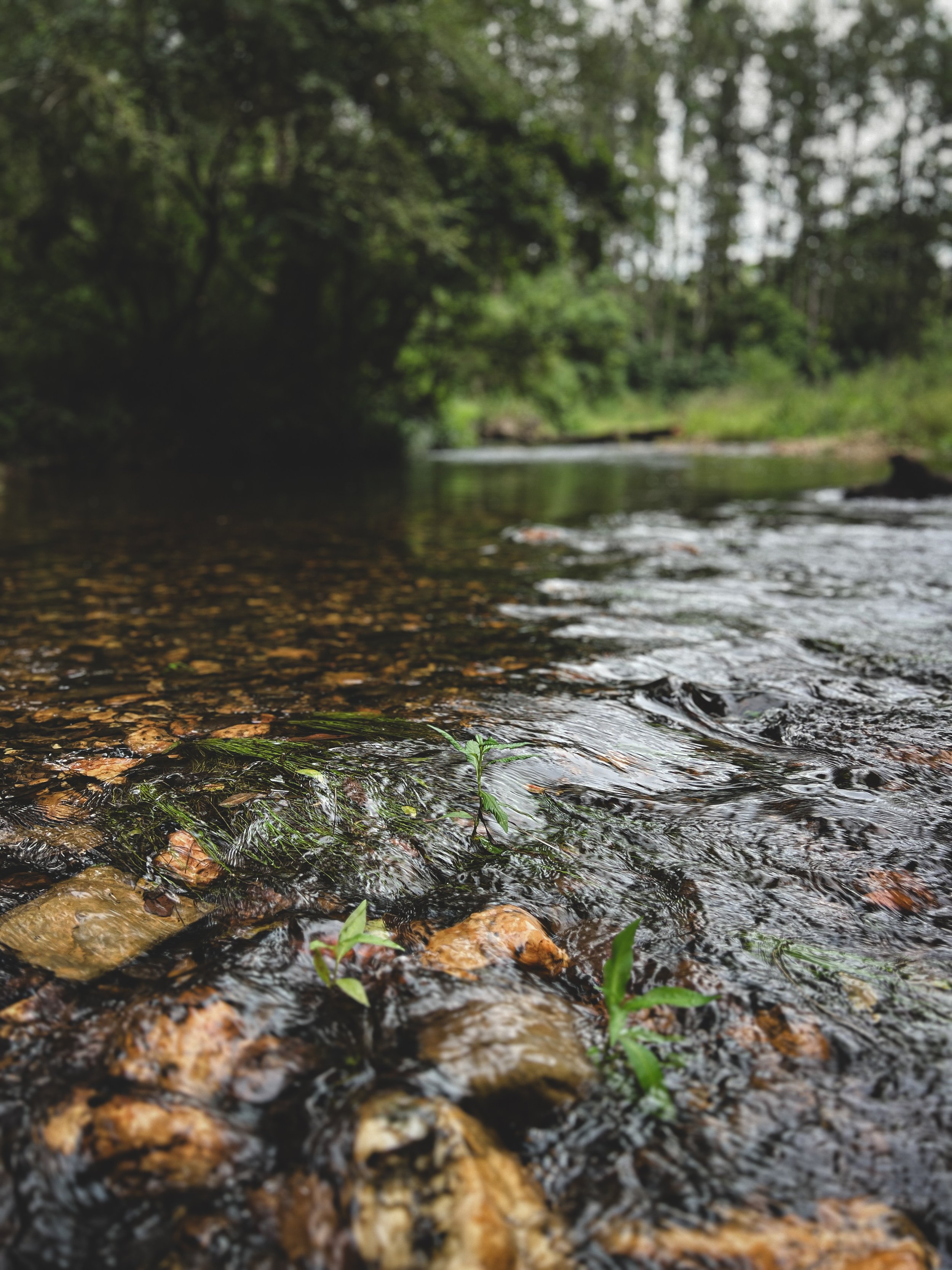 The waters of the Kalang River are perfect for swimming on hot summer days