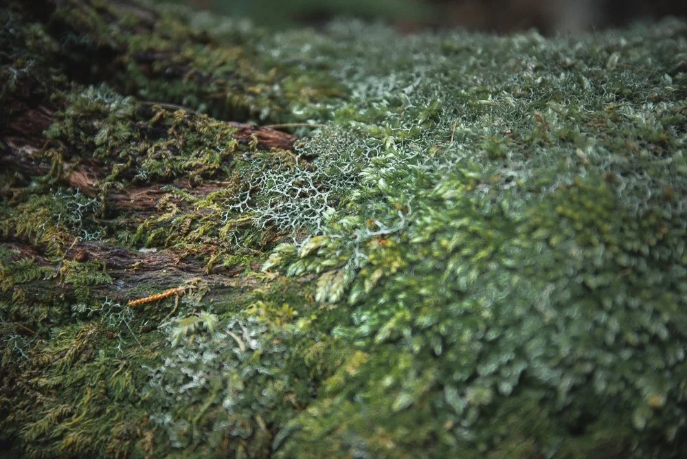 Close-up of moss and lichens growing on a tree trunk.