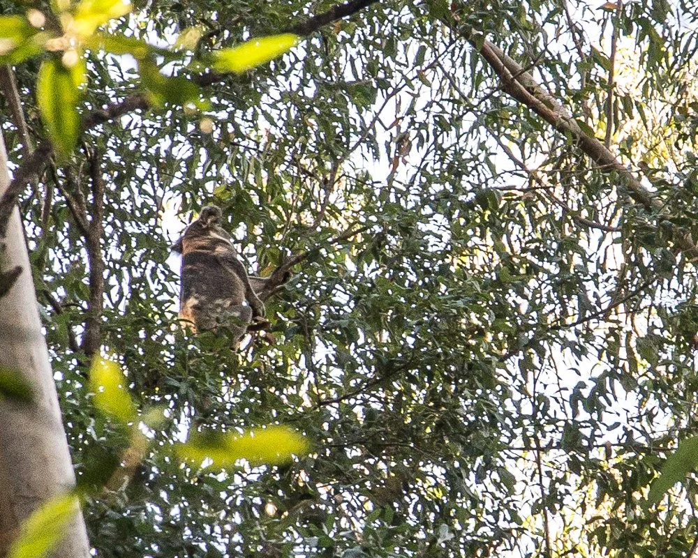 A Koala on a tree branch surrounded by dense green foliage and sunlight filtering through the leaves.
