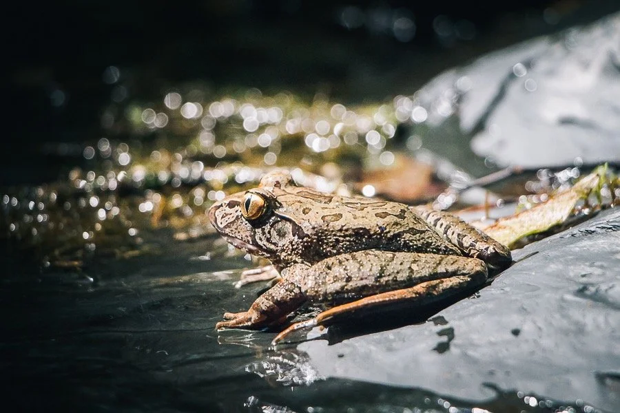 A Giant Barred Frog sitting on a rock in Kalang with sunlight reflecting off the water.