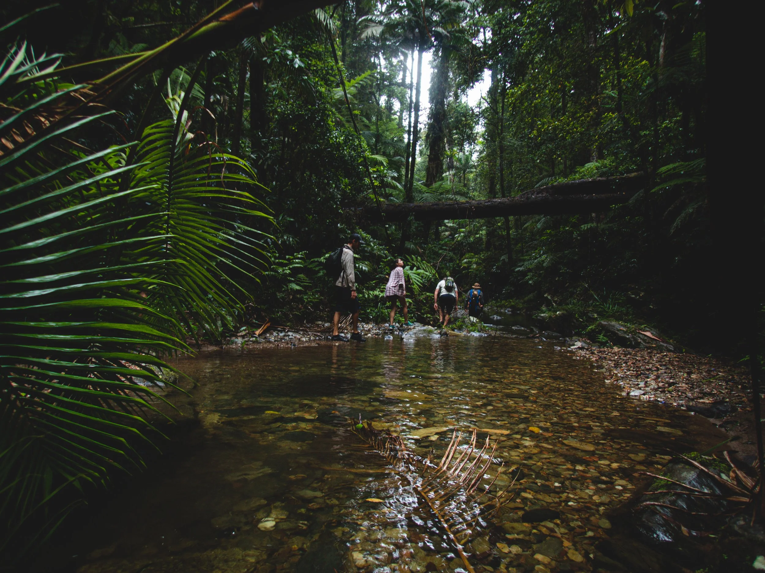 Group of four hikers crossing a shallow creek in a lush, green rainforest with dense foliage and a large fallen tree in the background.