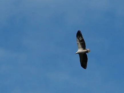 IMG_4018.jpeg