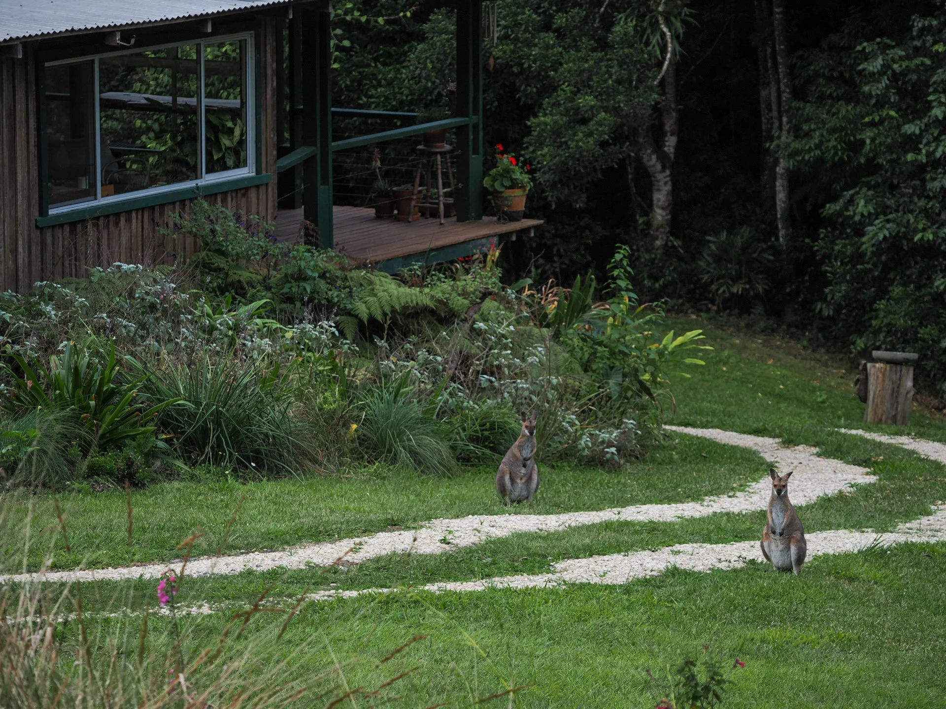 Wallabies at Rainbow Creek.JPG