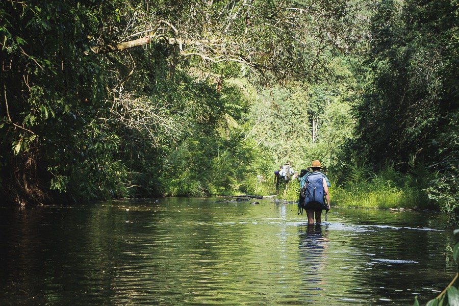Hikers walking through the Kalang river surrounded by lush remnant rainforest. 