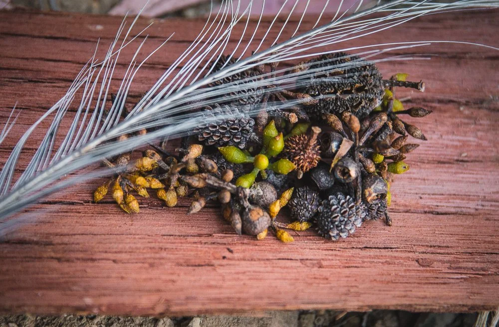 A collection of Eucalyptus seeds and a lyrebird tail feather. Natures best treasures. 
