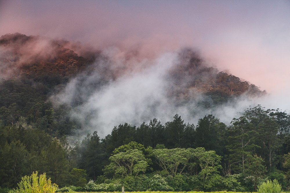 Mountain forest with fog and pink sky.