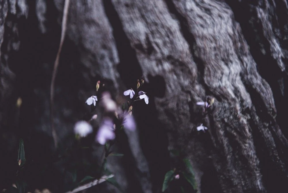 Small purple and white flowers growing on a tree trunk with rough bark.