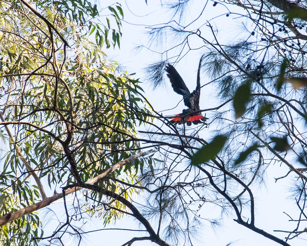 A Glossy Black Cocatoo with black feathers and bright red tail feathers perched on a branch in a tree against a clear blue sky.