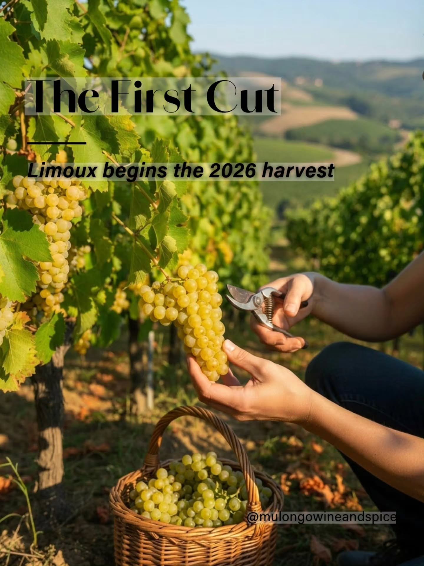 ✂️🍇 𝘌𝘢𝘳𝘭𝘺 𝘈𝘶𝘨𝘶𝘴𝘵... 𝘢𝘯𝘥 𝘓𝘪𝘮𝘰𝘶𝘹 𝘪𝘴 𝘢𝘭𝘳𝘦𝘢𝘥𝘺 𝘩𝘢𝘳𝘷𝘦𝘴𝘵𝘪𝘯𝘨.

A friend of mine, who returns to Limoux every summer to pick grapes, sent me these photos this week. She told me she's usually called in mid-August. This y
