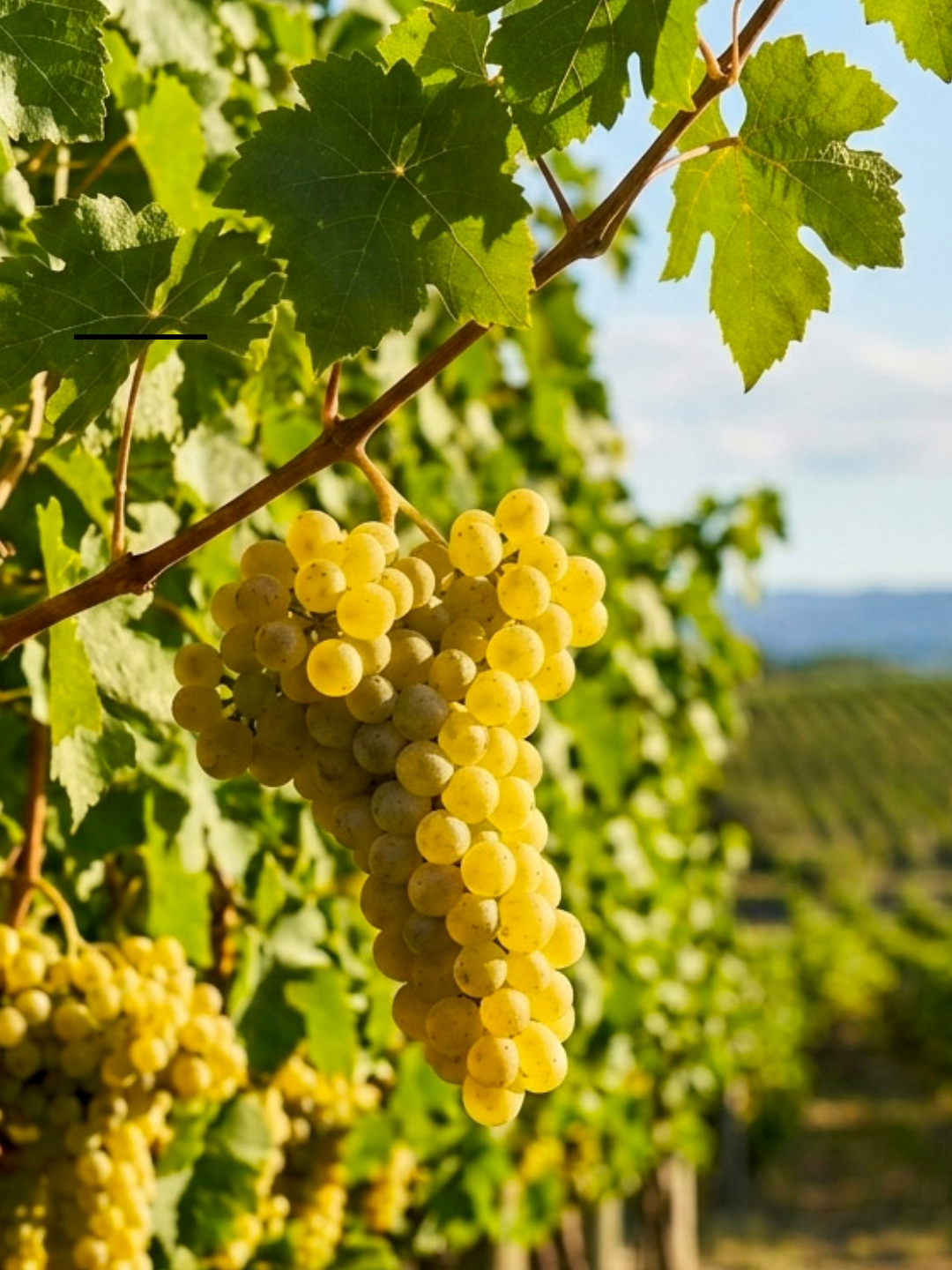 Close-up of ripe Chardonnay grapes on the vine in Limoux, France, ahead of the early 2026 harvest.
